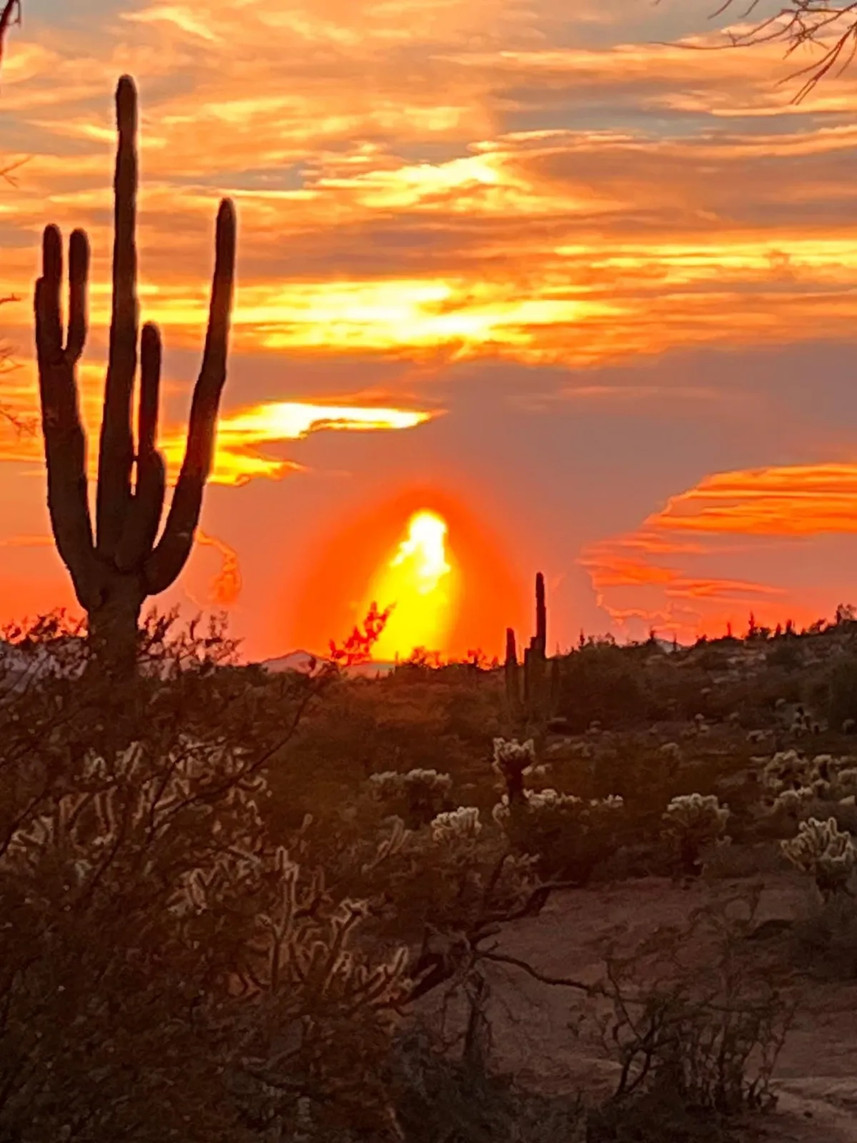 A sweeping view of the desert at sunset, with iconic saguaro cacti and gentle hills bathed in warm evening light. The landscape feels expansive, tranquil, and untouched—offering a sense of escape and calm.