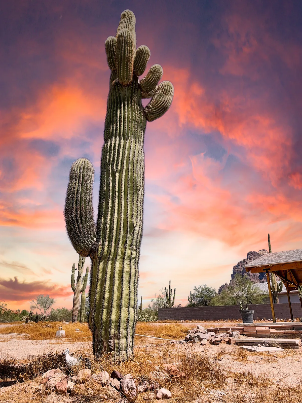 A striking exterior scene at sunset, highlighting a tall cactus against a colorful sky and rocky desert ground. The landscape exudes tranquility and showcases the local natural environment that guests can explore and enjoy.