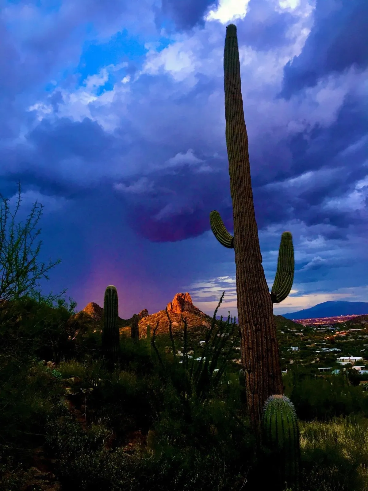 A tranquil exterior landscape featuring tall cacti in the foreground, a dramatic mountain silhouette against the horizon, and colorful clouds drifting in the sunset sky. The scene evokes a sense of peace and seclusion amid natural beauty.